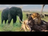 Animals Fight Buffalo Losing The Battle But The Angry Elephant Charge The Lion