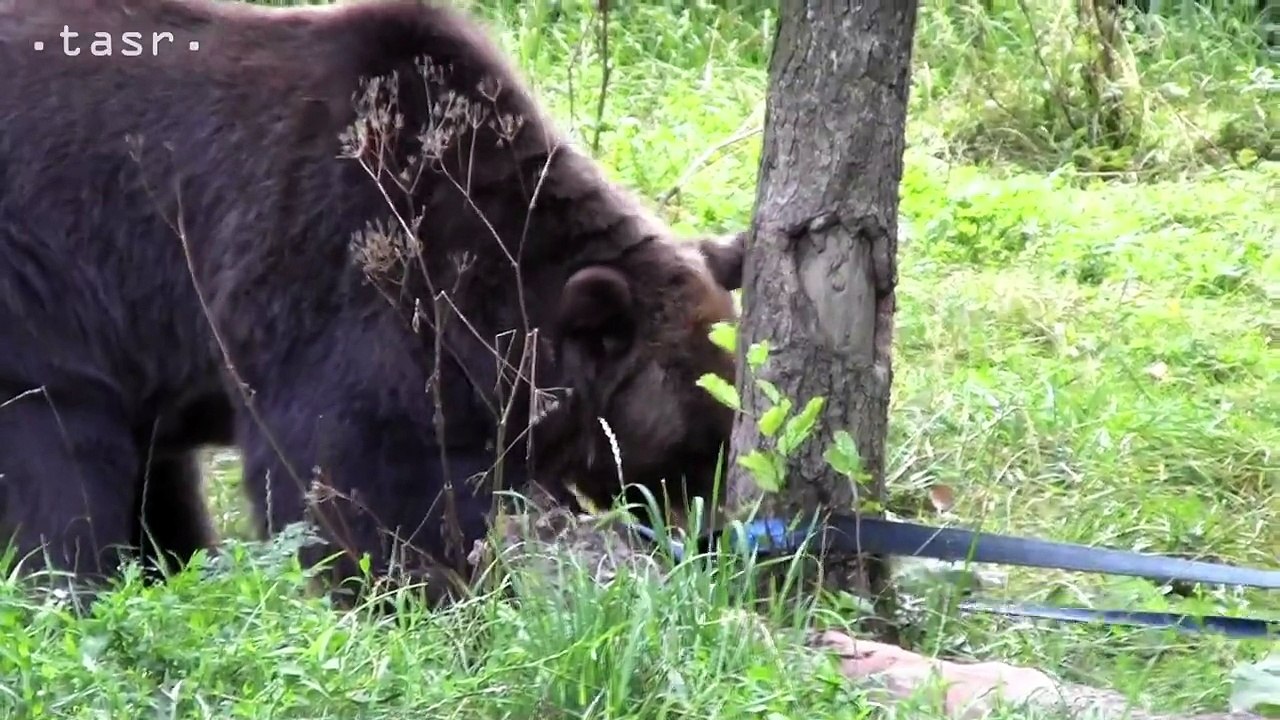 Medveď hnedý testoval odpadový kontajner
