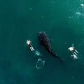 Have you ever wanted to swim with the biggest fish in the sea?  The Maldives is a great place to dive and snorkel with this breathtaking creature. | :  hafymv