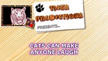Cats can make anyone laugh Funny cat compilation