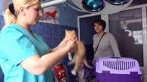 Кошечка Мурка ведём котёнка к ветеринару Мистер Макс & Мисс Катя (новый выпуск 04.11.2016)
