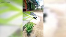 Funny Goats  Cute Goats Scream Like Humans Part 2 Funny Pets