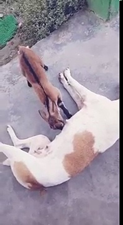 Animals love. ...
