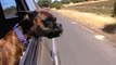 Funny Dogs Flapping Cheeks On Car Rides HD Funny Pets