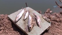 Toplu Balık Ölümlerinin Nedeni Belli Oldu
