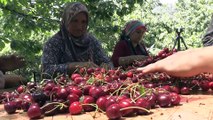 Rusya ve Ortadoğu'ya 'Çığşar' kirazı - KAHRAMANMARAŞ