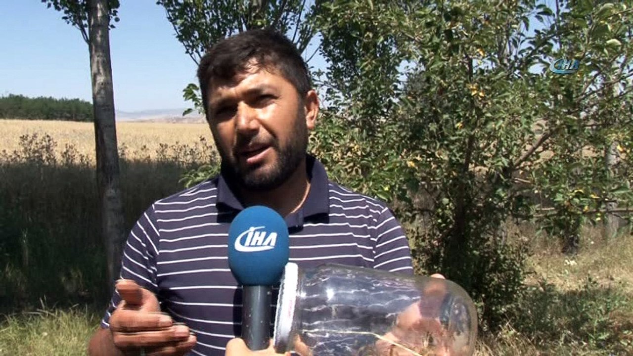 'Sarı Kız' köylüleri tedirgin etmeye devam ediyor