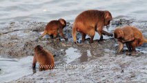 Mystery- What are these monkeys searching for in the Sunderbans
