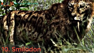 TOP 10 DEADLIEST BIG CATS IN ALL TIME || Liger, Smilodon, Siberian, Bengal Tiger, Leopard...