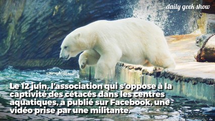 Une pétition pour libérer un ours polaire du Marine Land d'Antibes