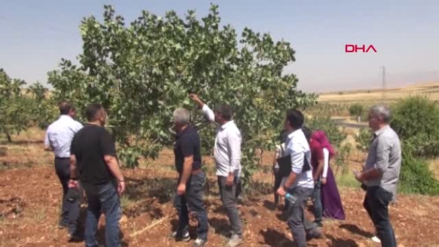 Siirt'te Hasadı Yapılacak Olan Fıstık Ağaçları Tek Tek Sayılıyor