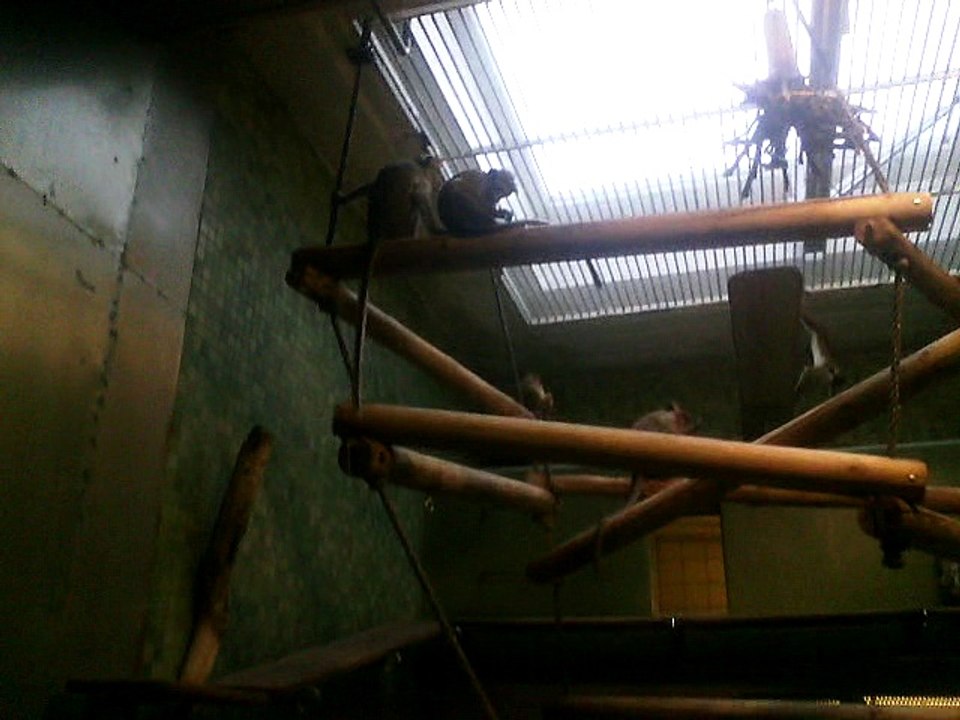 Monkey , Affe in Berlin Zoo, Germany