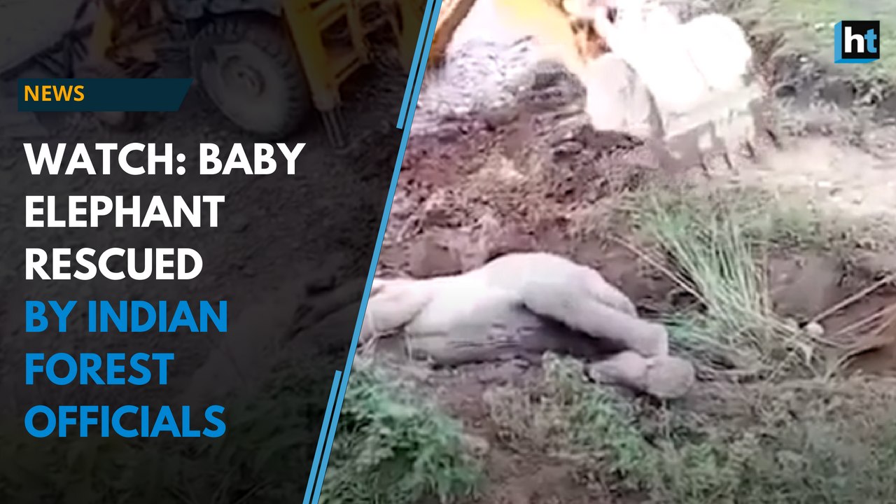 Watch: Baby elephant rescued by Indian Forest officials in Uttarakhand