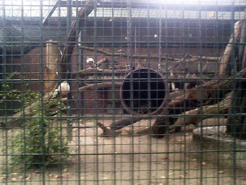 Two German girls fighting with each others in Zoo Berlin, Germany