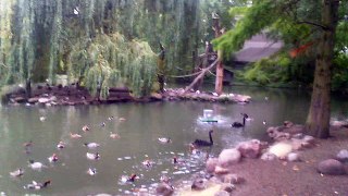 Ducks in Belrin Zoo , Germany , Enten
