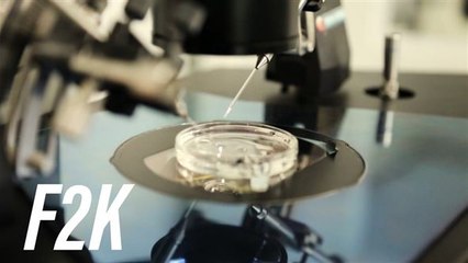 Ovários artificiais: a batalha contra a infertilidade