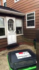 Ce chien garde très bien la maison... Féroce
