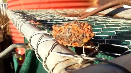 Is this Gold or Copper Oxide in this Volcanic Rock?