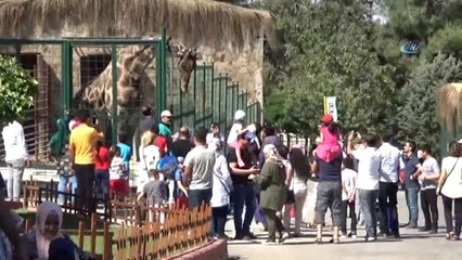 Ziyaretçilerin Zürafa ile Fotoğraf Keyfi