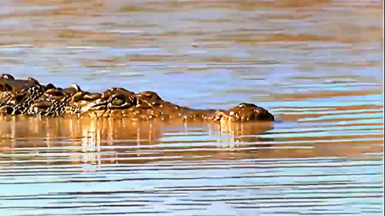 Bizarre Dinosaurs