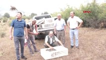 Eskişehir Sarıcakaya'da 200 Keklik Doğaya Salındı