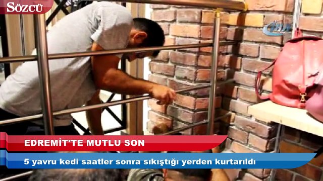 Ölüme terk edilen kediler kurtarıldı