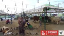 Sohrab Goth Mandi 2018 || Karachi Cow Mandi 2018 Latest  || Eid Qurban