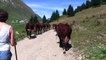French Alps, France   Herding Cows, Col des Annes