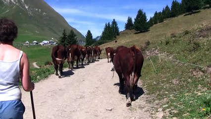 French Alps, France   Herding Cows, Col des Annes