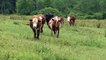 Moving the Cows (rotational grazing)