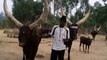 A Herdsman Whistles for Cows, King's Palace Museum, Nyanza, Rwanda