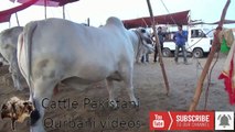 Sohrab Goth Mandi 2018 || Karachi Cow Mandi 2018 Latest  || Eid Qurban