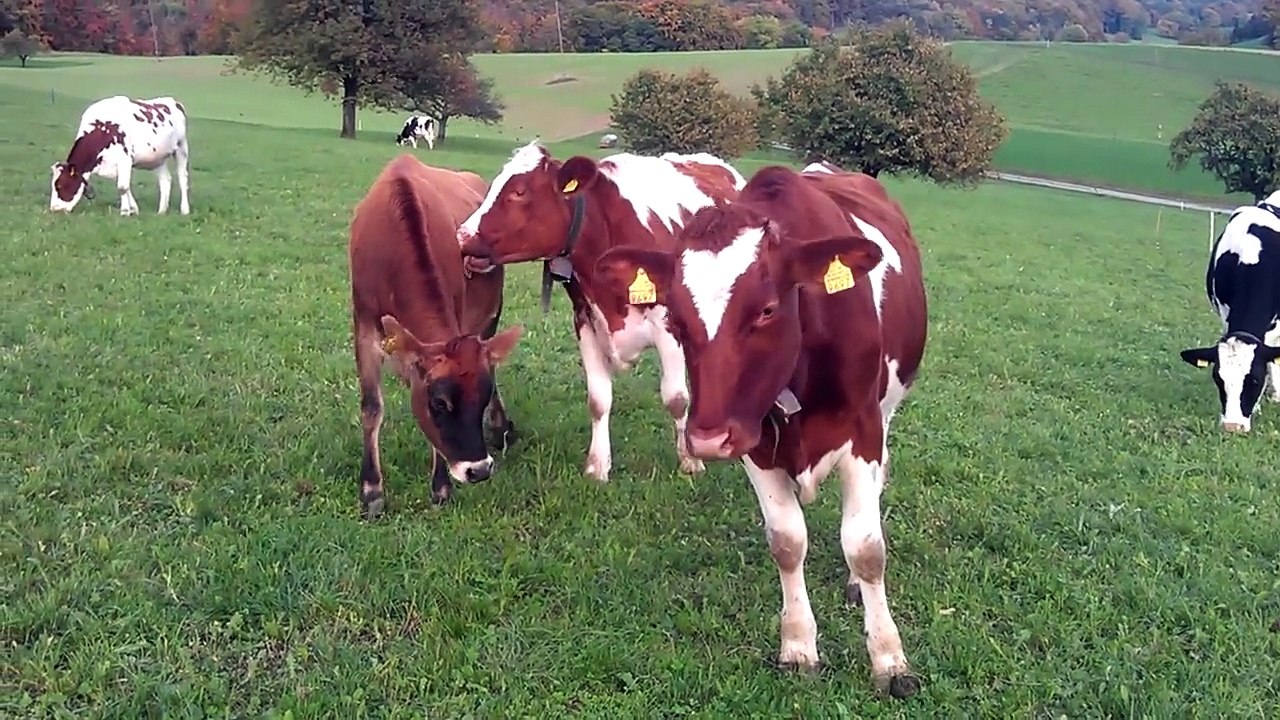 Kid video - Lovely cows for kids - Funny cows for children - គោសម្រាប់ក្មេងៗ - Pet Animals