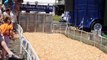 Alask Pig Race, Lane County Fair, Eugene, Oregon