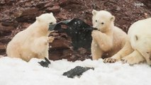 Sad Photos Of Two Baby Polar Bears Playing With Plastic on Arctic Island, Some Trash Traced Back To Florida