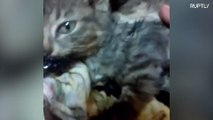 Kitten rescued after being thrown in tar bucket