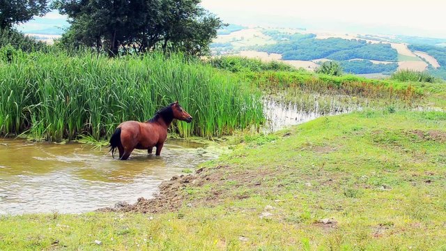 A cheval… d’Auvergne