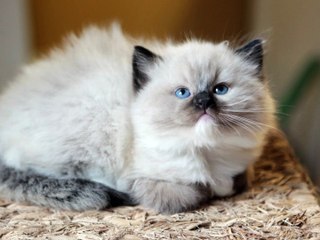 miniature ragdoll cats