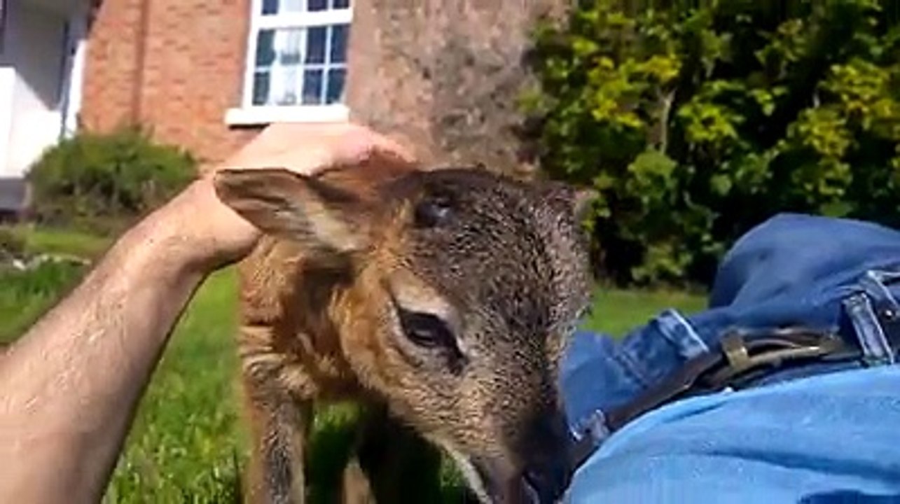 İnsana huzur veren Kuzular