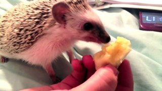 Hedgehog Eats A Banana (Rooters Dinner Ep.3)