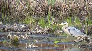 Blue Heron Hunting (Catching Fish and a Frog)