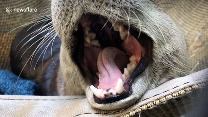 Baxter the North American river otter wants to tell you how he's feeling