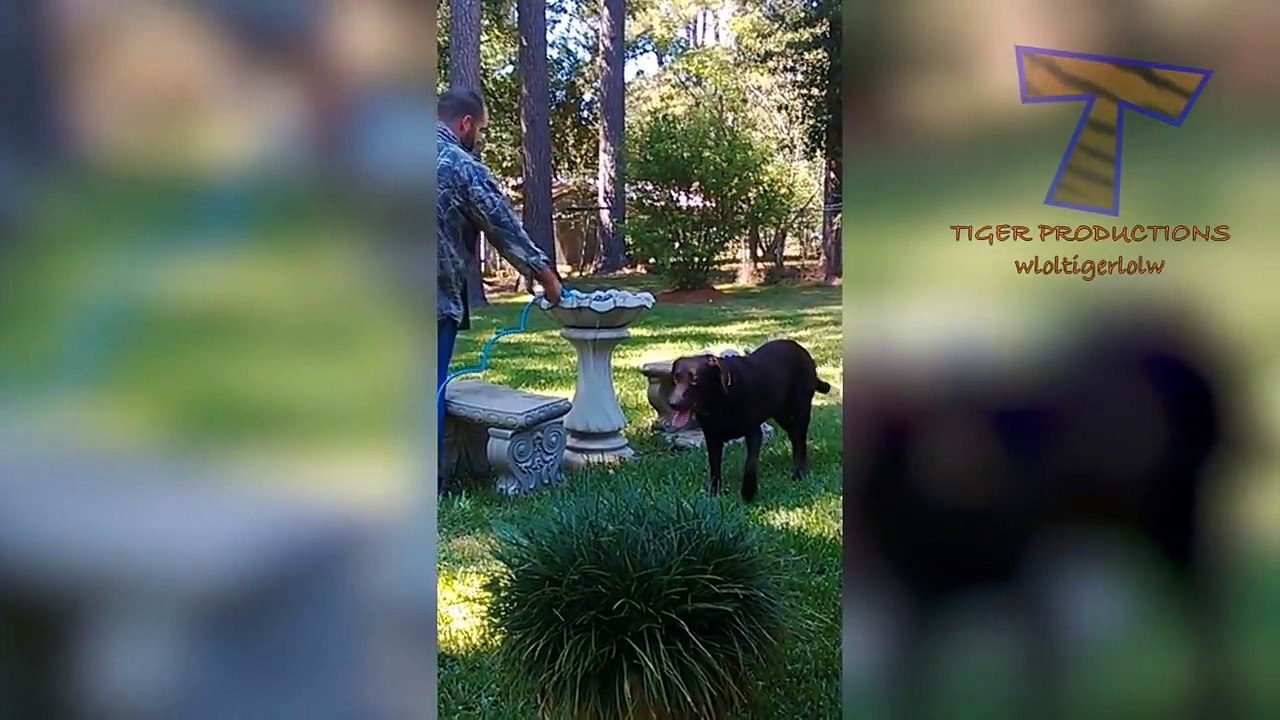 Funny ANIMALS: Try to BLOCK YOUR LAUGH - Best FUNNY ANIMAL compilation