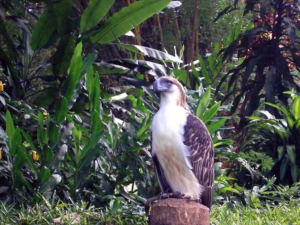 The Philippine Eagle