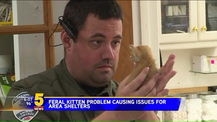 Feral Kittens in Need of Forever Homes to Avoid Euthanasia