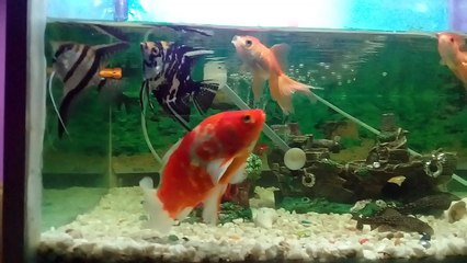 Beautiful big Aquarium with many nice fish