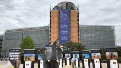 Avorio illegale, una realtà europea (e italiana)