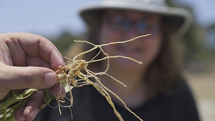 Βιοποικιλότητα των καλλιεργειών καλαμποκιού στην Κύπρο