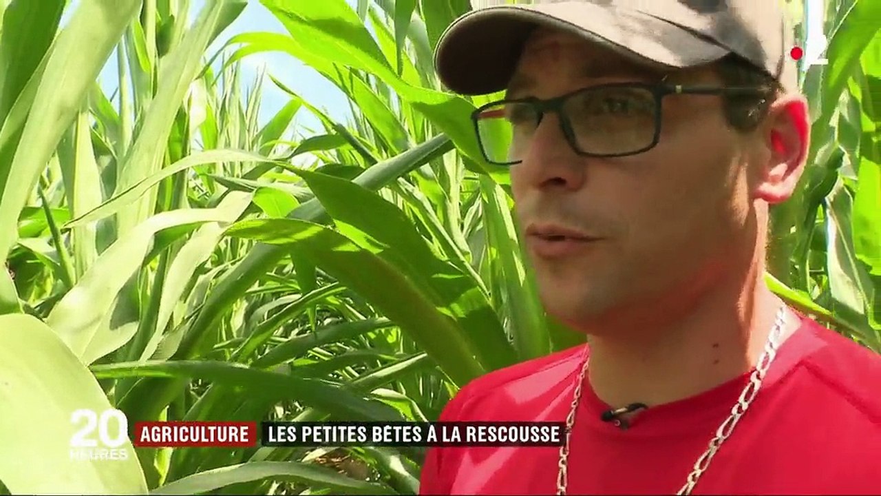 Agriculture : les petites bêtes à la rescousse