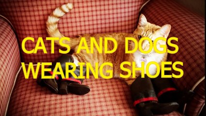 Cats and dogs wearing shoes - Funny animal compilation
